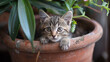 A curious kitten peeking out from behind a potted plant, with bright eyes and playful curiosity, capturing the charm and mischief of feline companions