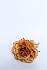 Wall Mural - Dried rose on a white background, close-up, isolated