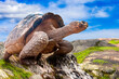 Large turtle stands on rocks. Exotic animal. Old turtle in rocky area. Fauna of southern countries. Turtle inspects nature. Tortoise under blue sky. Testudinate close-up. Galapagos islands. Ecuador