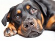 © Tim Kerkmann - portrait of a dog