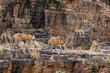 wild female mother tiger showing each place of territory to her young son or cub strolling on mountain rock hill in hot summer season safari at ranthambore national park forest reserve rajasthan india