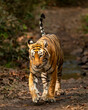 wild royal bengal female tiger or panthera tigris or tigress walking head on portrait with tail up on forest track in wildlife safari at ranthambore national park forest reserve rajasthan india asia