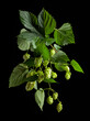 Blossoming hop with leaves.