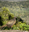 Wild Jacu Bird Posing Against Dense Forest Background in Daylight
