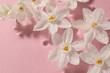 Beautiful daffodils in water on pink background, closeup. Space for text