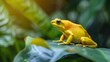 A golden poison dart frog sitting on a leaf, its bright yellow skin gleaming in the sun