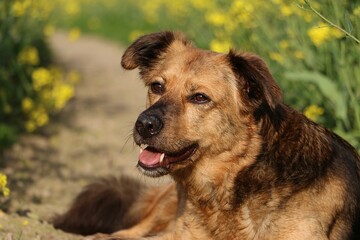 Wall Mural - Cute mixed breed German Shepherd lies in a sandy path in the rapeseed field