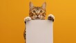 fun cat holding an empty white sign on orange background, copy space, for advertising, AD
