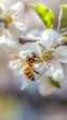 abeille en train de butiner une fleur d'arbre fruitier