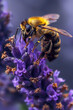 abeille en train de butiner une fleur sur un brin de lavande