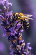 abeille en train de butiner une fleur sur un brin de lavande