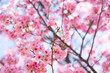 Closed up background of pink color flower sakura (cherry) blossom