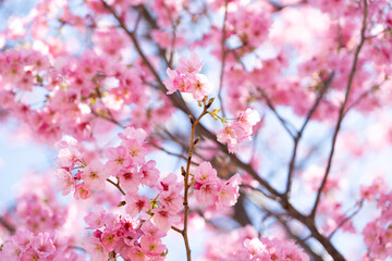 Wall Mural - Closed up background of pink color flower sakura (cherry) blossom