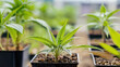 Junge Cannabis Pflanzenanbau . KI Generated 