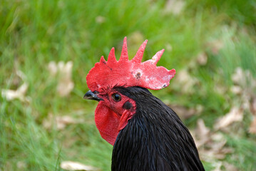 Wall Mural - Poule, race Aquitaine