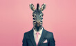 Stylish funny zebra in a suit looking at the camera on a pink background, animal, creative concept