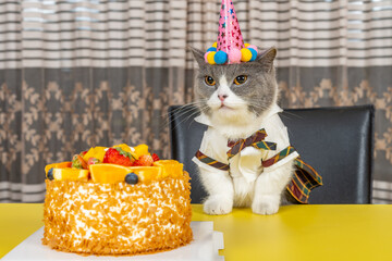 Wall Mural - cute british shorthair cat celebrating her birthday horizontal composition