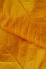 Wall Mural - Golden leaves texture background 