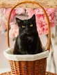 Domestic live pet kitten in a basket. A wicker basket with a black young kitten and a drawn decorative floral background. Collage.