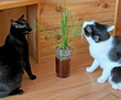 Domestic cats with grass in a vase. Cats eat santha necessary for their healthy digestion, snapshot.