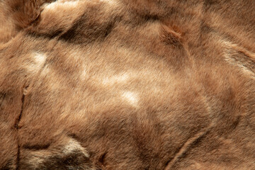 texture background of brown fur