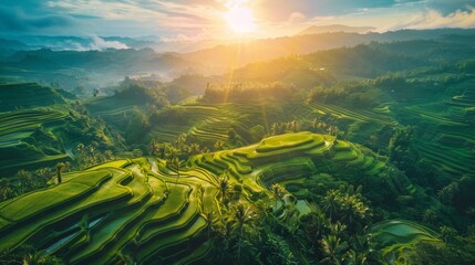 Poster - Aerial view of vast rice terraces bathed in the warm glow of the setting sun, creating a breathtaking landscape of natural beauty.