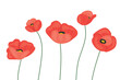 red poppy flowers; great for Mother's Day greetings cards- vector illustration