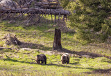 Fototapeta Konie - Grizzly Bears in Springtime in Yellowstone National Park Wyoming