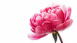 beautiful pink Peony in full bloom, isolated on a white background