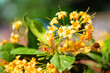Beautiful Tembusu Plant, Kan Krao flowers or Fagraea Fragrans.The flowers are yellowish with distinct fragrance.