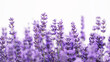 Close-up of purple lavender flowers in full bloom on white background