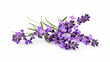 Close-up of purple lavender flowers in full bloom put on white background