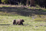 Fototapeta Konie - Grizzly Bears in Springtime in Yellowstone National Park Wyoming