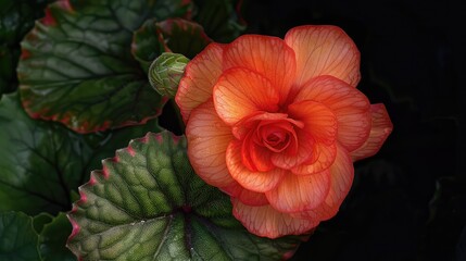 Sticker - Beautiful red begonia flower on a dark background.