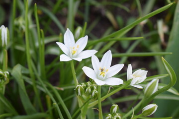 Canvas Print - white blooming grass lily