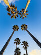 palm trees against sky , california , encinitas