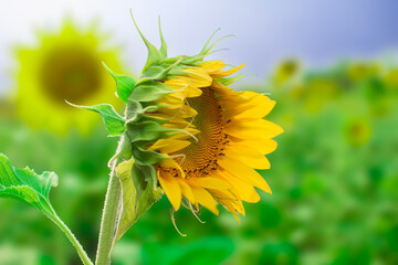 Poster - Sunflower field in sunny day. Sunflower blooming season. Close-up of sunflower