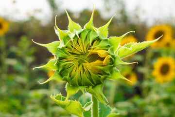 Wall Mural - Sunflower field in sunny day. Sunflower blooming season. Close-up of sunflower