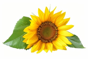 Poster - Sunflower isolated on white background