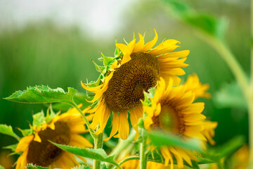 Poster - Sunflower field in sunny day. Sunflower blooming season. Close-up of sunflower