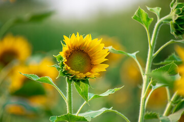 Poster - Sunflower field in sunny day. Sunflower blooming season. Close-up of sunflower