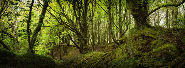 Wall Mural - bosahan woods near Constantine cornwall england uk 