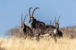 A rare roan antelope (Hippotragus equinus) in open grassland, Mokala National Park, South Africa