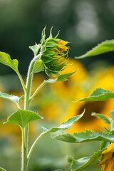 Sticker - Sunflower field in sunny day. Sunflower blooming season. Close-up of sunflower