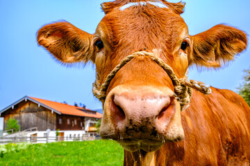 Canvas Print - nice cow at a farm in austria