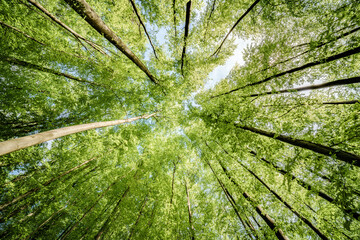Wall Mural - looking up at the trees in a forest with the sun shining through the leaves - sustainability