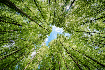 Wall Mural - looking up at the trees in a forest with the sun shining through the leaves - sustainability