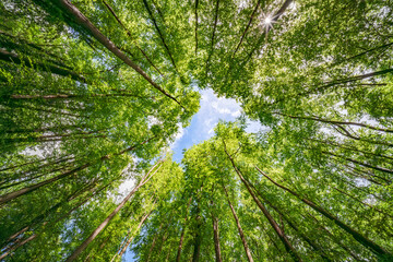 Wall Mural - looking up at the trees in a forest with the sun shining through the leaves - sustainability