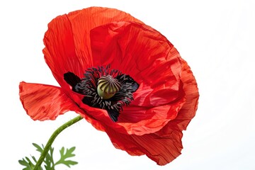 A fresh poppy with bright red petals and a black center, isolated on a white background