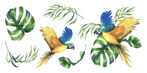Wall Mural - Tropical palm leaves, monstera and flowers of plumeria, hibiscus, bright juicy with blue-yellow macaw parrot. Hand drawn watercolor botanical illustration. Set of elements isolated from background